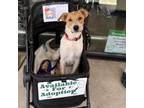 Adopt Marshmallow a Labrador Retriever, Beagle