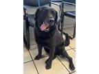 Adopt BRAVEHEART a Mixed Breed