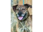Adopt Beetle a Boxer