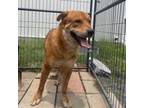Adopt Boy a Great Pyrenees, Chow Chow