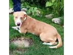 Adopt Arnie a Terrier, Catahoula Leopard Dog