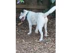Adopt LUCKEY a Pointer