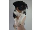 Adopt ANGEL a Border Collie