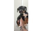 Adopt CHUBBY a Border Collie