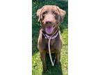 Adopt RUFUS a Labrador Retriever