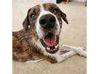 Adopt Sweet Jack (bonded with Luna) a Beagle, Mixed Breed
