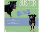 Adopt Buster a Labrador Retriever