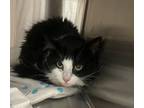 Adopt Oliver a Domestic Medium Hair
