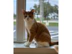 Adopt Gordon a Domestic Short Hair