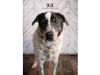 Adopt Blue a Australian Cattle Dog / Blue Heeler