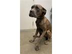 Adopt NEO a Boxer, Mastiff