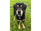 Adopt ALFIE a Rottweiler, Labrador Retriever