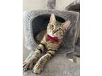Adopt FOREMAN a Domestic Short Hair
