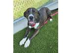Adopt CRUMBLE a Labrador Retriever, Pit Bull Terrier