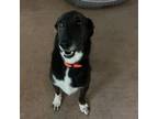 Adopt Tonto aka Howl a Collie