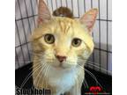 Adopt Stockholm a Domestic Short Hair