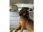 Adopt Griffey a Anatolian Shepherd
