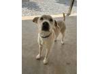 Adopt Lefty a Labrador Retriever