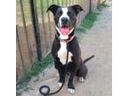 Adopt HARLEY QUINN a Great Dane, Pit Bull Terrier