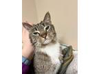 Adopt Gartie a Domestic Short Hair