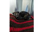 Adopt FLEETWOOD a Domestic Short Hair
