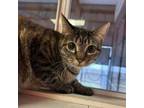 Adopt Money Penny a Domestic Short Hair