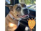 Adopt Royalty a Boxer, Pit Bull Terrier
