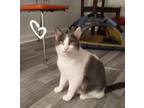 Adopt Lily a Domestic Short Hair