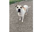 Adopt Blossom a Mixed Breed