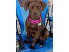 Adopt Millie a Labrador Retriever