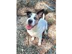 Adopt Roxy a Hound, Pit Bull Terrier