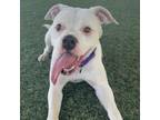 Adopt Snow White a Mixed Breed
