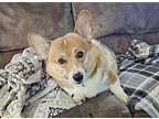 Colby Corgi Adult Male