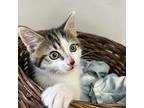 Dewdrop Domestic Shorthair Kitten Male