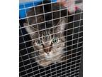 Shadow (Cocomelon) Calico Kitten Female
