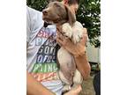 Chestnut German Shorthaired Pointer Puppy Male