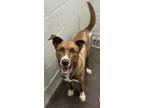 Adopt Willow a Retriever, Mixed Breed