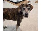 Legend Hound (Unknown Type) Adult Male