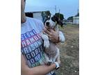 Chartreuse German Shorthaired Pointer Puppy Male
