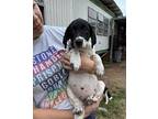 Magenta German Shorthaired Pointer Puppy Female