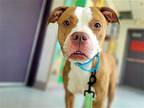 Strawberry Shortcake Boxer Adult Female