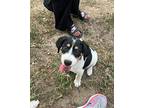 Fern German Shorthaired Pointer Puppy Male