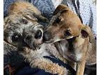 Prince Albert Terrier (Unknown Type, Small) Puppy Male