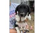 Indigo German Shorthaired Pointer Puppy Male