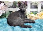 Pandora Domestic Shorthair Kitten Female
