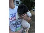 Periwinkle German Shorthaired Pointer Puppy Male