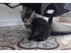 Slugger Domestic Shorthair Kitten Male