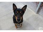 Boomer Doberman Pinscher Adult Male