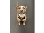 Adopt Angela a Pit Bull Terrier