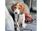Adopt Bee a Beagle, Foxhound